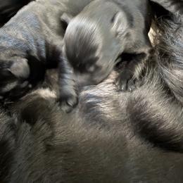 Boy 4 - Black male Giant Schnauzer puppy in Bois D’arc, Missouri from Down Low Kennels