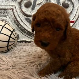Girl 5 - Poodle puppy in Oxford, Alabama from Posh Poodles Alabama