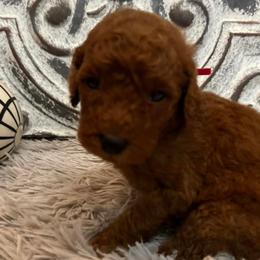 Girl 5 - Poodle puppy in Oxford, Alabama from Posh Poodles Alabama