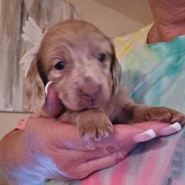Cream dapple - Fawn (isabella) and cream female Dachshund puppy in Port Charlotte, Florida from Vicki's Dachshund Crossing
