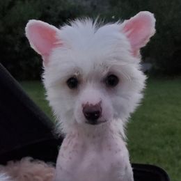 Chinese Crested Puppies from Marina Konstantinova's Cresteds