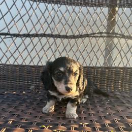 Amber - Black and cream female Dachshund puppy in Stilwell, Oklahoma from Mountain Top Dachshunds