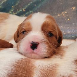 Boy 3 - Blenheim male Cavalier King Charles Spaniel puppy in Castorland, New York from Faithful Friends Cavaliers