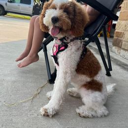 Goldendoodle All Grown Up from Shelley Torres's Goldendoodles