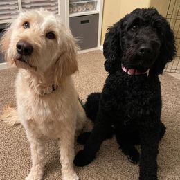 Goldendoodles from Oodles of Doodles & Not Just Goldendoodles