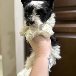 Sweet boy - Parti male Yorkshire Terrier puppy in Virginia from Yorkies of Boston