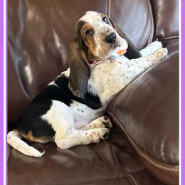 Girl 1 - Brown black and white Basset Hound puppy in Columbia, South Carolina from Pawmetto Hounds