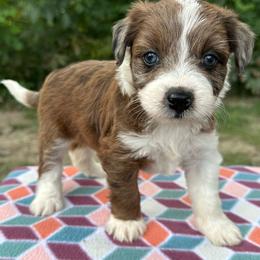 Girl 4 - Red tri-color female Aussiedoodle puppy in Hillsboro, Illinois from Perfect Paws Puppies