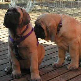 Mastiff Puppies from Hug-A-Mug Mastiffs