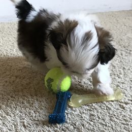 Shih Tzu Puppies from Willow Lane Shih Tzus