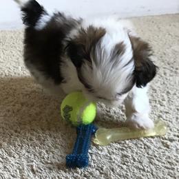 Shih Tzu Puppies from Willow Lane Shih Tzus