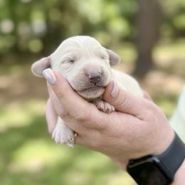 Marshall - Cream male Dachshund puppy in Wellford, South Carolina from Crowder Doxies