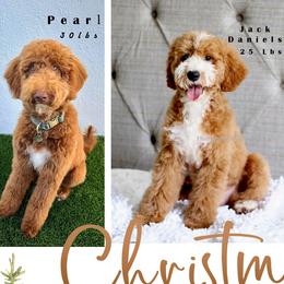 Goldendoodle puppies from Fluffy Puppy Mini Doodles LLC