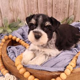 Miniature Schnauzer and Poodle Puppies from Crystal Rose Canines