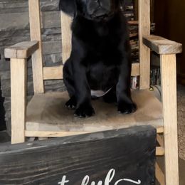 Labrador Retriever Puppies from Crown Royal hunting Labs