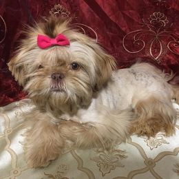 Lulu - Shih Tzu