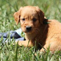 Polly Green Boy - Dark golden male Golden Retriever puppy in Idaho Falls, Idaho from Once Upon A Dream Kennels