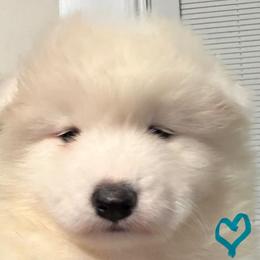 Teal Girl - White female Samoyed puppy in Hellertown, Pennsylvania from O’blako Samoyeds