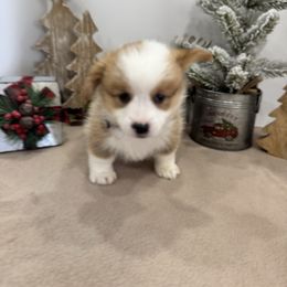 Lena - Red female Pembroke Welsh Corgi puppy in Millsap, Texas from Punchy Pembroke Ranch