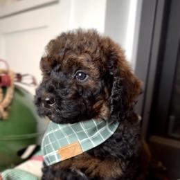 Bernedoodle, Cavapoo, and Goldendoodle Puppies from Blackberry Farm Puppies