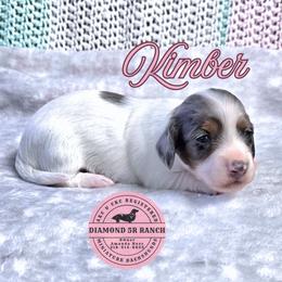 KIMBER - Dapple female Dachshund puppy in Columbia, Louisiana from Diamond 5R Ranch AKC & CKC Miniature Dachshunds