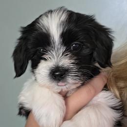 Baby Girl - Black and white female Havanese puppy in Batesburg, South Carolina from Watson Farms