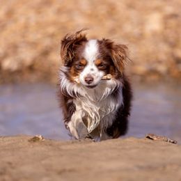 Cujo - Toy Australian Shepherd