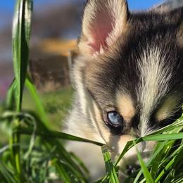 Clove (Yellow Collar) - Silver and white female Pomsky puppy in Kennewick, Washington from Nebula Ranch Pomskies
