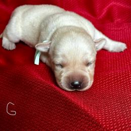 Girl 5 - Yellow female Labrador Retriever puppy in Vero Beach, Florida from Southern Sunshine Labradors