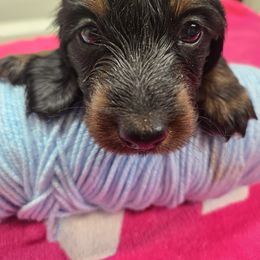 Not named - Black and tan male Dachshund puppy in Colorado from Keliaire Long Hair Mini Dachshunds