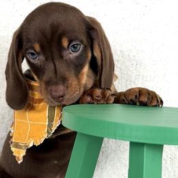 Becker AKC - Chocolate and tan male Dachshund puppy in Hendersonville, North Carolina from Snarky Doxy Miniature Dachshunds