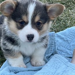 Australian Shepherd, Lagotto Romagnolo, and Pembroke Welsh Corgi Puppies from SS Australian Shepherds