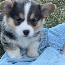 Australian Shepherd, Lagotto Romagnolo, and Pembroke Welsh Corgi Puppies from SS Australian Shepherds
