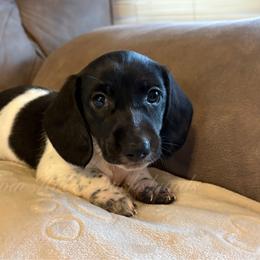 Shadow - Piebald male Dachshund puppy in Jonesboro, Illinois from Twin Hills Dachshunds