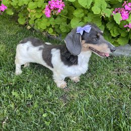 Gretchen - Dachshund