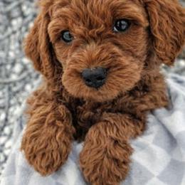 Baron - Red  male Goldendoodle puppy in Hendersonville, Tennessee from Ben's Best Buddy Goldendoodles