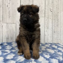 Yellow - Sable female German Shepherd puppy in Herrick, South Dakota from Dakota Shepherds Kennels