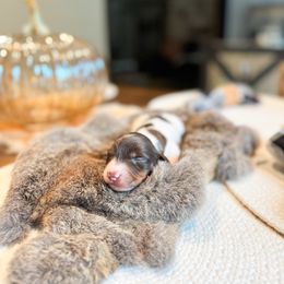 Dachshund Puppies from G&K Kennels