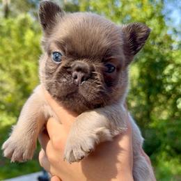 Blue Fawn Full Fluffy Boy - AKC French Bulldog - Fawn male French Bulldog puppy in Gulf Breeze, Florida from SW Frenchies