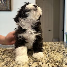 Havanese Puppies from Esplendor Havanese