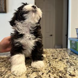 Havanese Puppies from Esplendor Havanese
