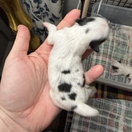 Black-white Girl - Black and white female Japanese Chin puppy in Little Rock, Arkansas from Montra Japanese Chin & Cavalier King Charles Spaniels