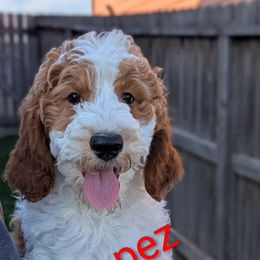 Pez - Parti male Goldendoodle puppy in Sioux Falls, South Dakota from Dolly's Doodles
