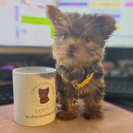 Yorkshire Terrier Puppies from TLJ Choco Yorkie Love