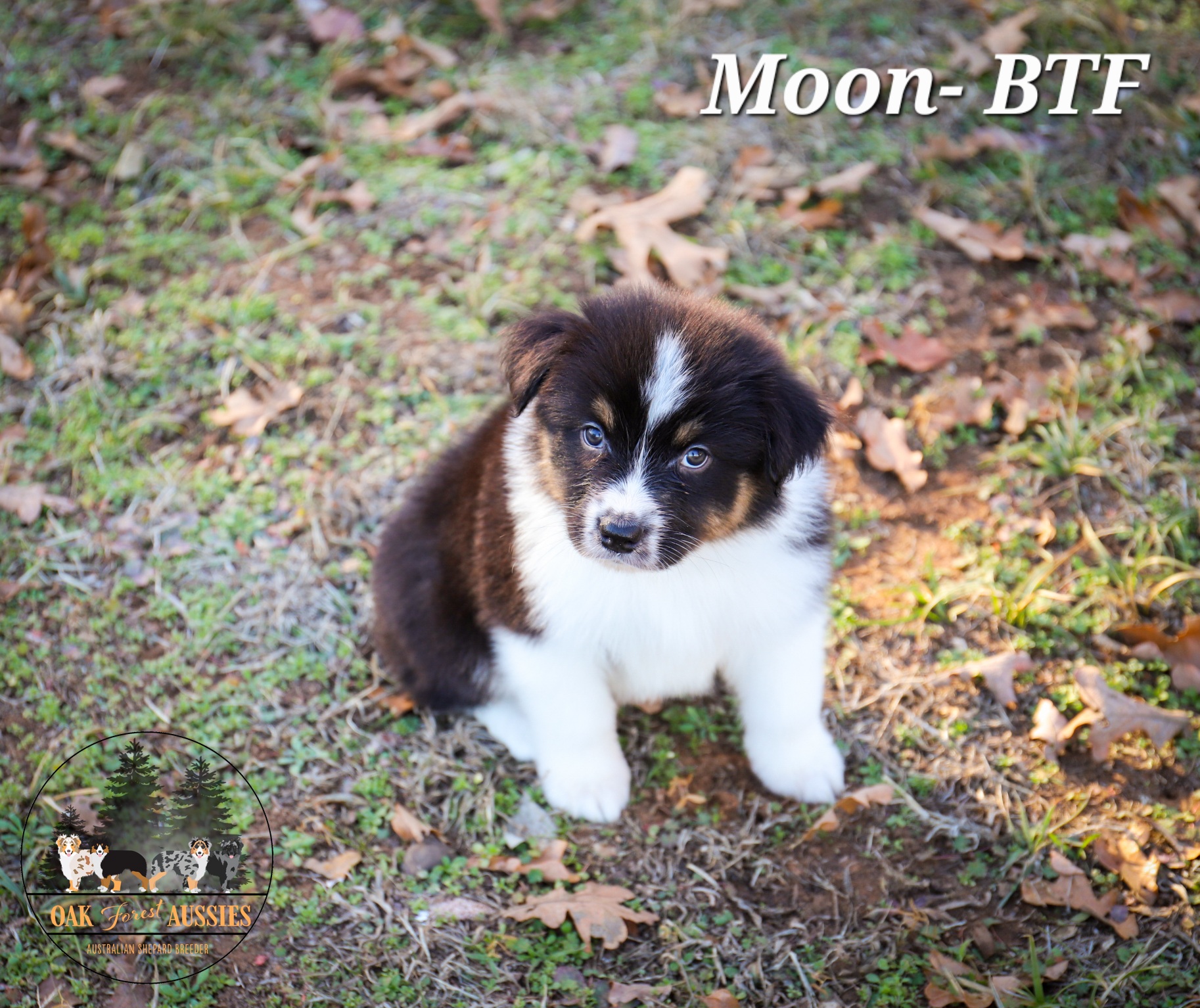 Moon - Black Australian Shepherd puppy in Stillwater, Oklahoma from Oak Forest Aussies