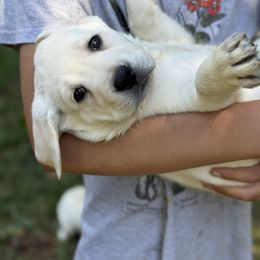 Labrador Retriever Puppies from Serenity Labradors