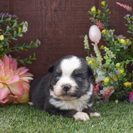 Doc - Black tri-color male Australian Shepherd puppy in Fallon, Nevada from Double H Australian Shepherds