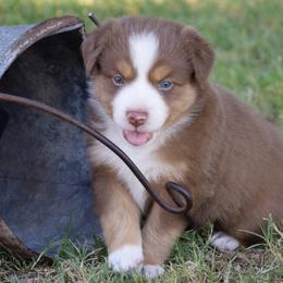 Grumpy - Red tri male Miniature Australian Shepherd puppy in Evant, Texas from Lazy VT Bar Ranch