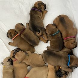 French Bulldog Puppies from Frenchie Authority