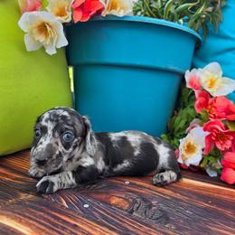Quartz - Dapple male Dachshund puppy in Florence, Arizona from Doxie Town Az